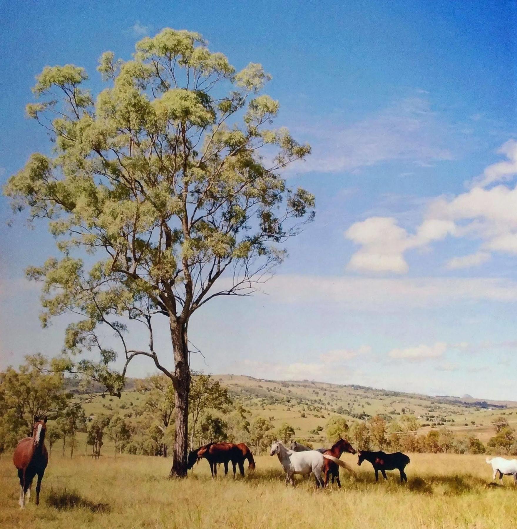 Boonah Valley Motel エクステリア 写真